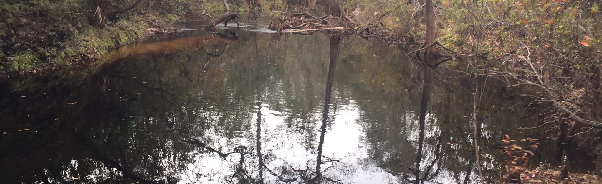 Sopchoppy River via Florida Trail 29 Reviews, Map Florida AllTrails