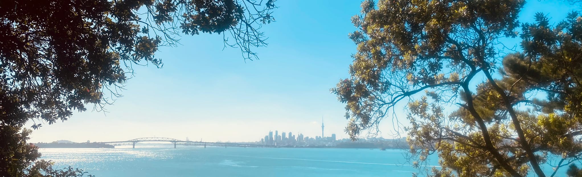 Kauri Point Centennial Path Loop, Auckland, New Zealand 234 Reviews