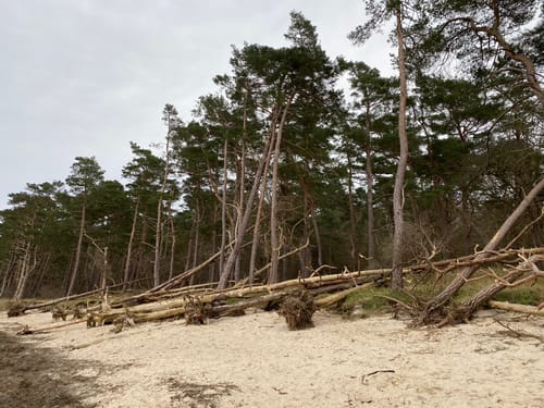 Ludwigsburg – Greifswalder Bodden – Buchenwald