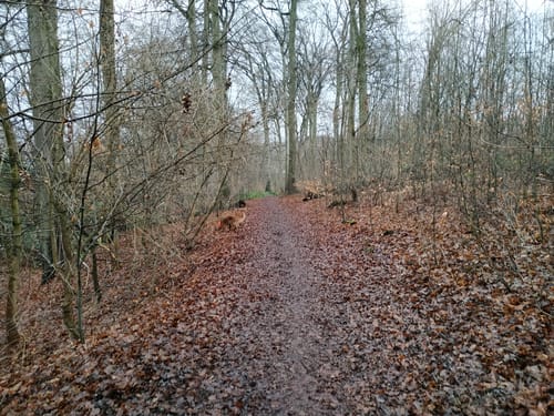 Bergen - Gysenberger Wald Runde