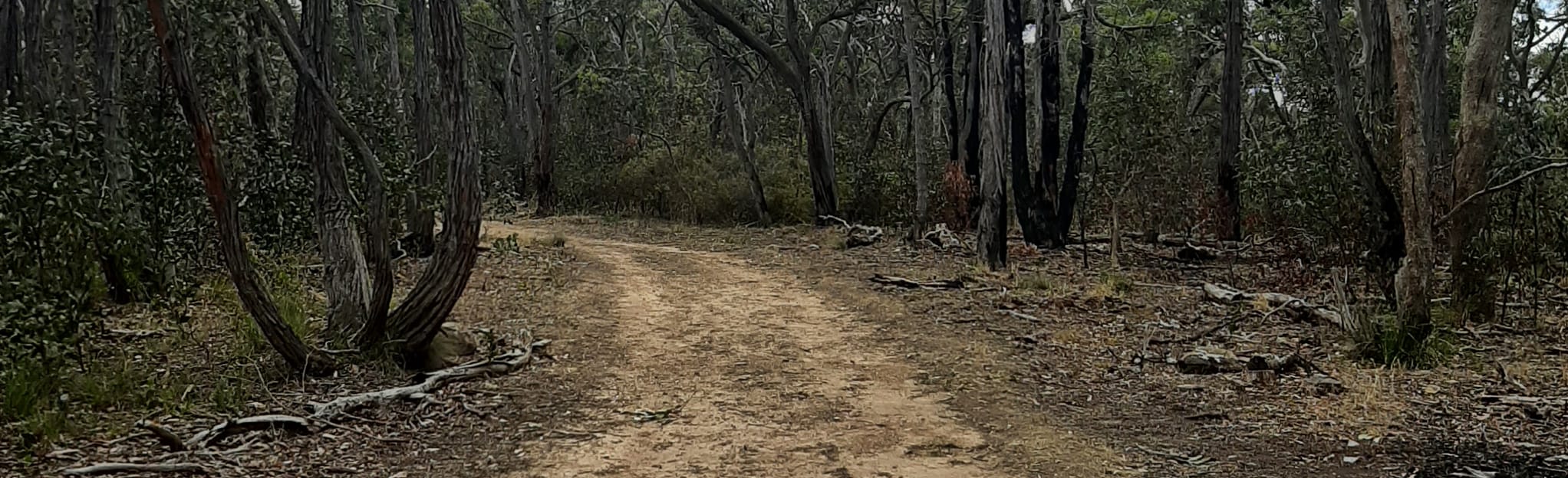 Burchell Trail Friday's to Old Mill Campground 12 Reviews, Map Victoria, Australia AllTrails