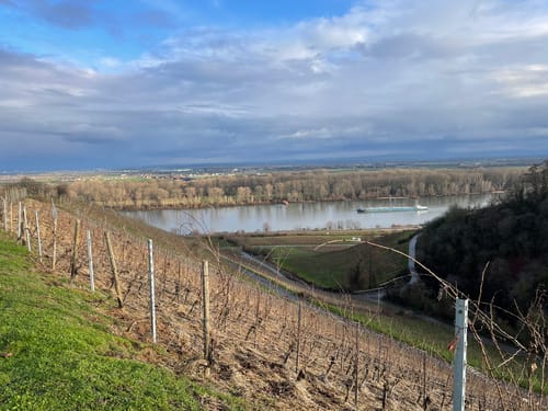 Nierstein - Nackenheim Roter Hang