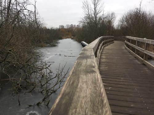 Waldsee, Lübars und Köppchensee