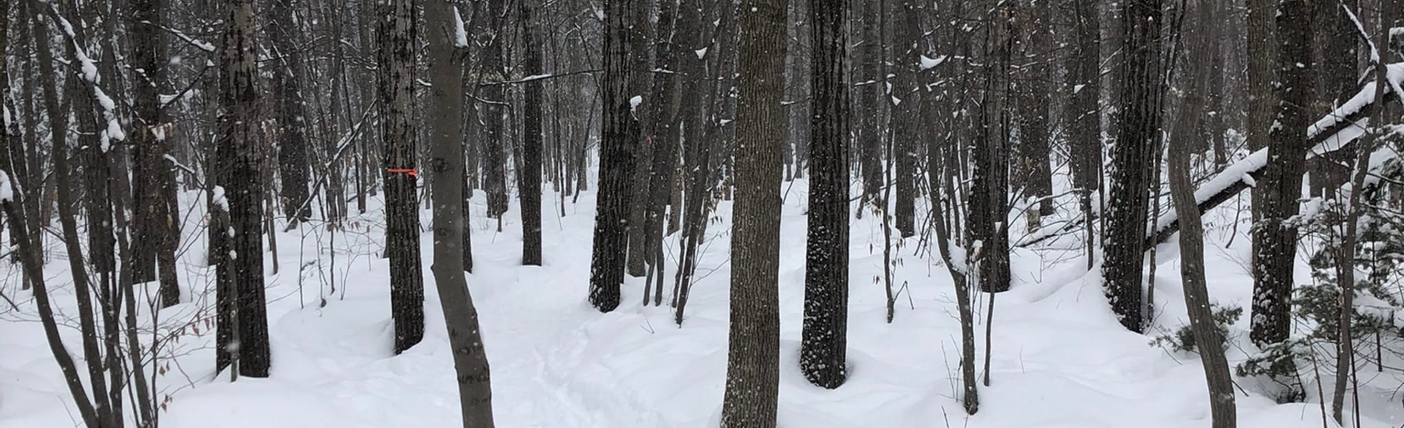 Prucheraie Park, Quebec, Canada 12 Reviews, Map AllTrails