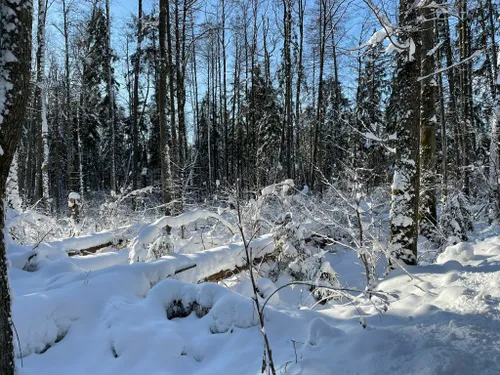 2023 Best Partially Paved Trails in Knyszyńska Forest Landscape Park ...