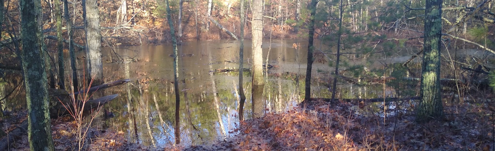 Mary Mowry Trail to Ken Weber Trail Loop - Rhode Island | AllTrails
