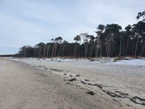 Wald und Strand