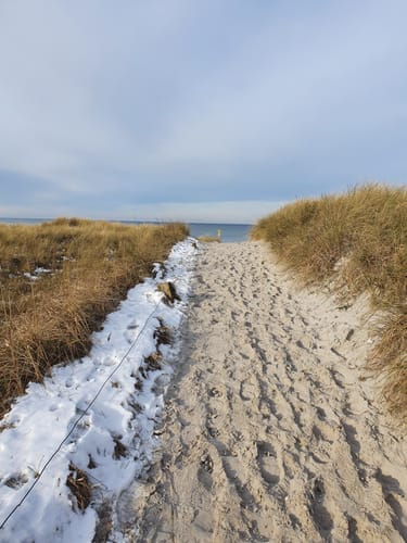 Wald und Strand