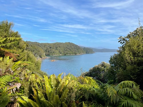 are dogs allowed in national parks nz