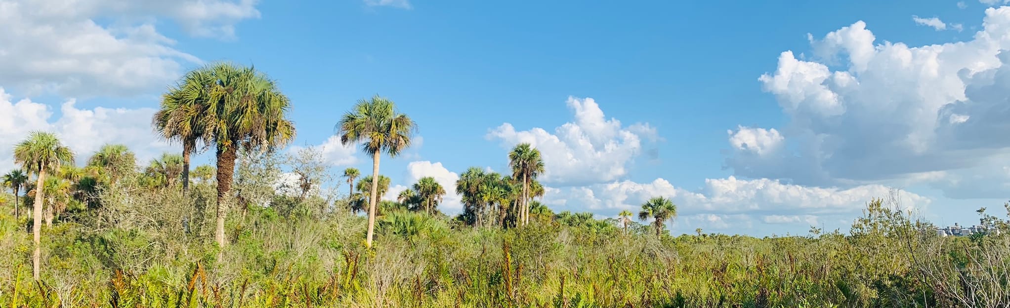 Sweet Bay Trail, Florida 214 Reviews, Map AllTrails