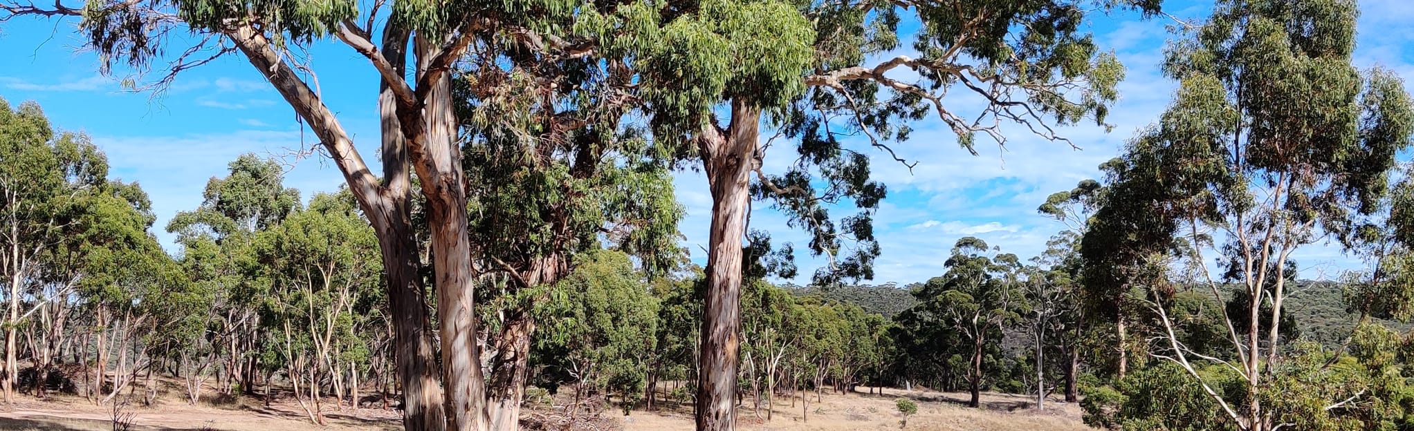 Willunga Basin Trail Onkaparinga River National Park to Kangarilla