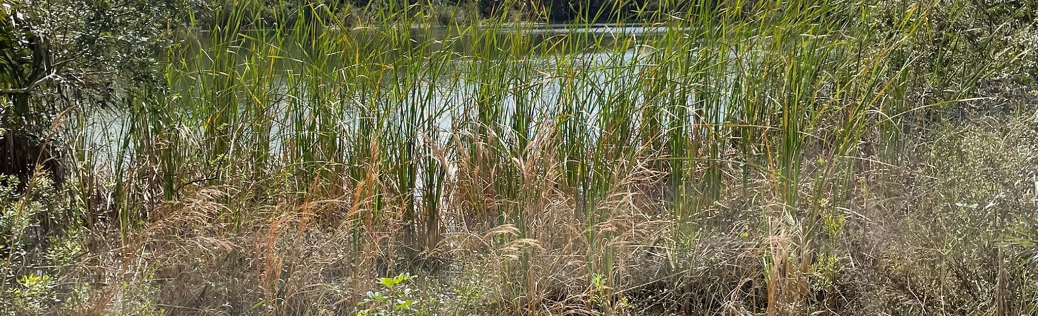 Trans Florida Central Railroad - EyJidWNrZXQiOiJhc3NldHMuYWxsdHJhaWxzLmNvbSIsImtleSI6InVwbG9hZHMvcGhvdG8vaW1hZ2UvMzM1ODI0MTEvYjg4MWY0YmMxNzk0OTk4OWEwYTNhZDBiZDZiNDc0OTMuanBnIiwiZWRpdHMiOnsidG9Gb3JtYXQiOiJqcGVnIiwicmVzaXplIjp7IndpZHRoIjoyMDQ0LCJoZWlnaHQiOjYyNCwiZml0IjoiY292ZXIifSwicm90YXRlIjpudWxsLCJqcGVnIjp7InRyZWxsaXNRdWFudGlzYXRpb24iOnRydWUsIm92ZXJzaG9vdERlcmluZ2luZyI6dHJ1ZSwib3B0aW1pc2VTY2FucyI6dHJ1ZSwicXVhbnRpc2F0aW9uVGFibGUiOjN9fX0=