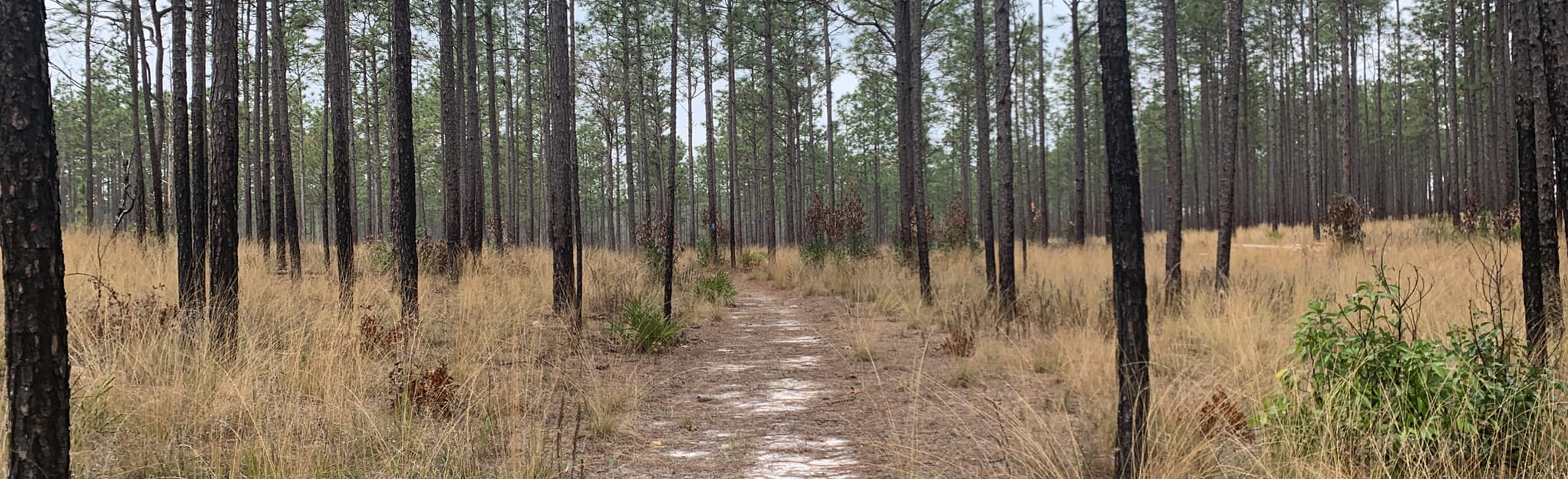 Fort White North Loop, Florida 28 Reviews, Map AllTrails