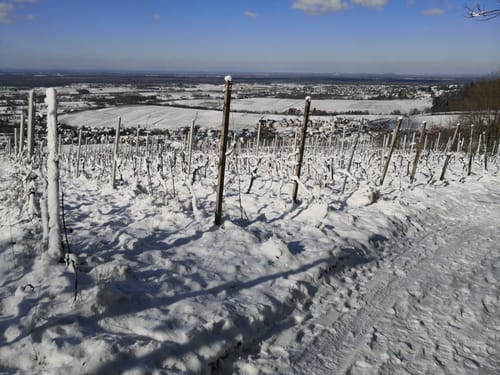 Neuweierweg zum Büchelberg