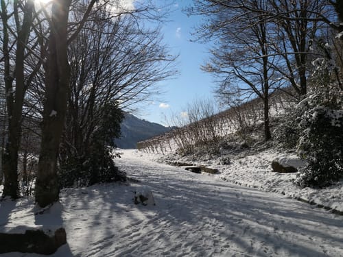 Neuweierweg zum Büchelberg