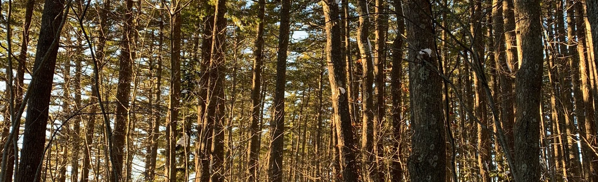 Pine Grove Short Loop Map, Guide Nova Scotia, Canada AllTrails