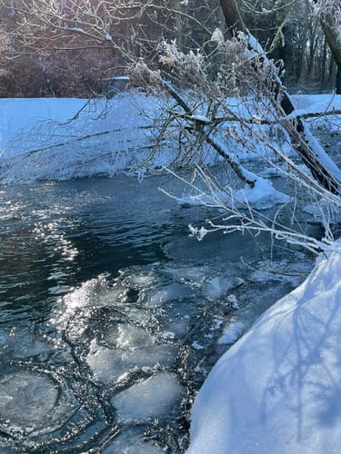 See am Kleihügel - Großer Aue-See - Urwald