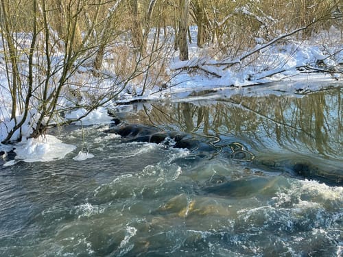 See am Kleihügel - Großer Aue-See - Urwald