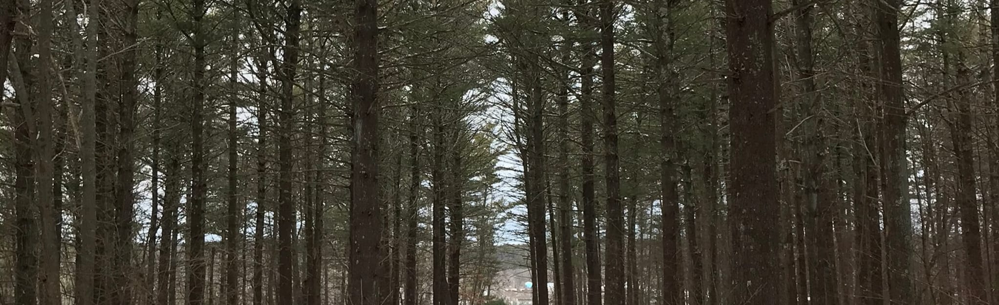 Pudding Hill Trail Loop 14 Reviews, Map Massachusetts AllTrails