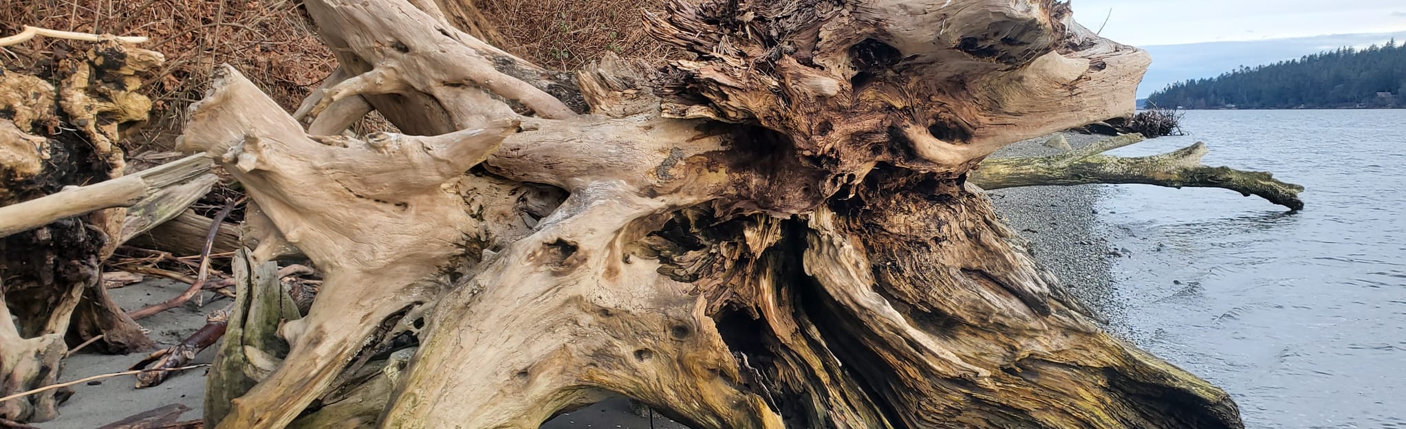 Hood's Head Trail, Washington 96 Reviews, Map AllTrails