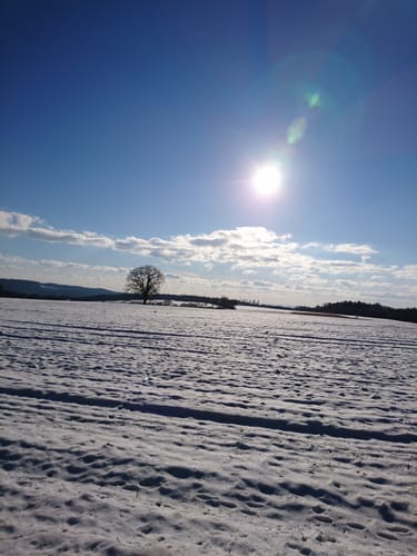Schwedeneiche ab Usenborn