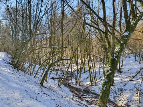 Eitzweiler: Mühlenberg Runde