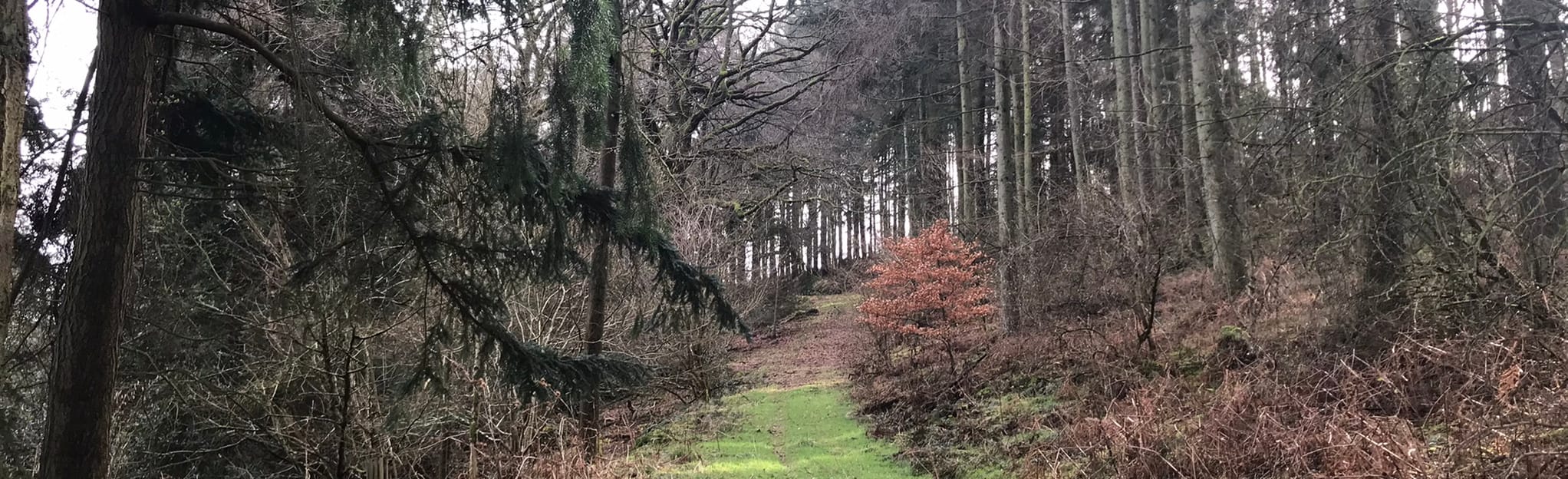 Presteigne, Stapleton and Wapley Hill Wood Loop, Powys, Wales 3 Reviews, Map AllTrails