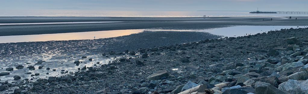 are dogs allowed on white rock beach