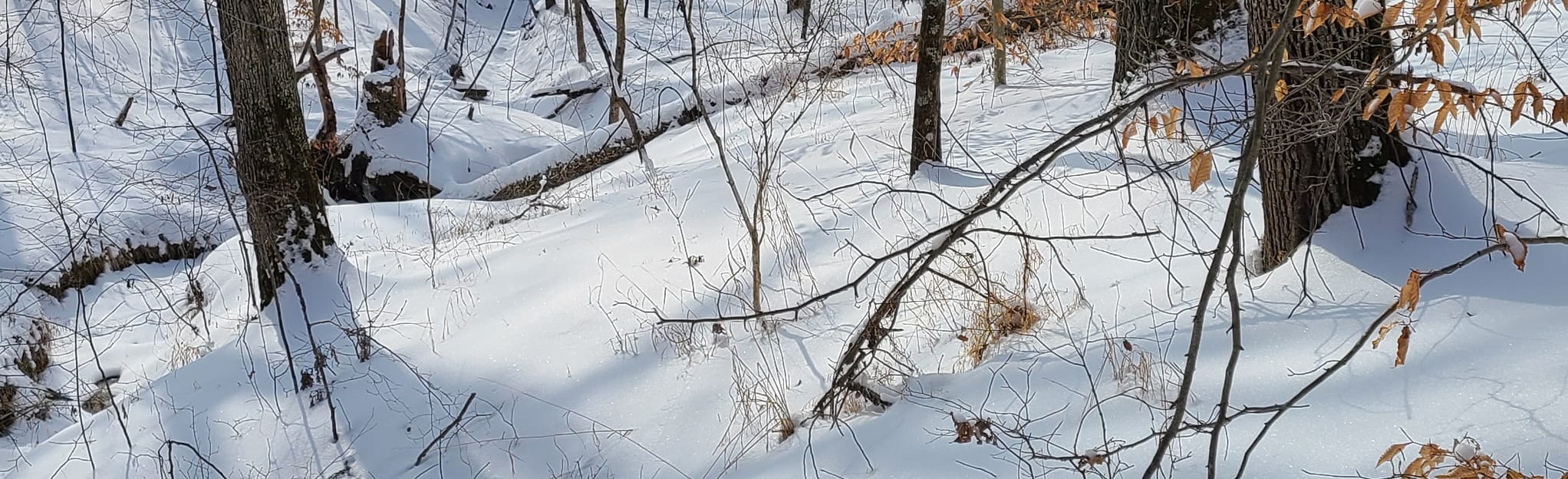 White Oak Nature Trail, Indiana 51 Reviews, Map AllTrails