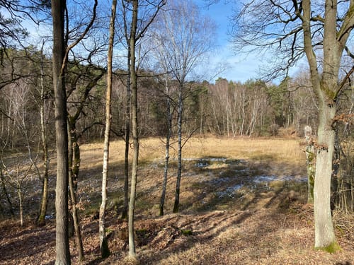 Berlin. Wald. Klima.