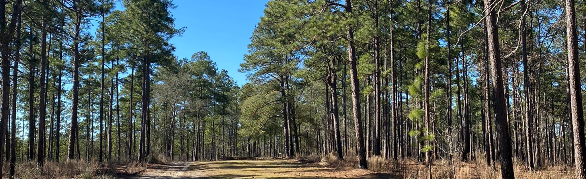 Cathedral Aisle to Ridge Mile Track and Lover's Lane 119 Reviews, Map