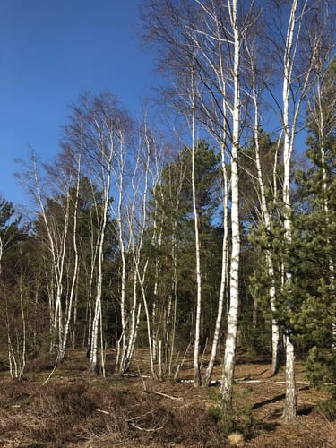 Rundwanderweg Frankenförde