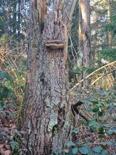 Rund um den Beckinger Wald