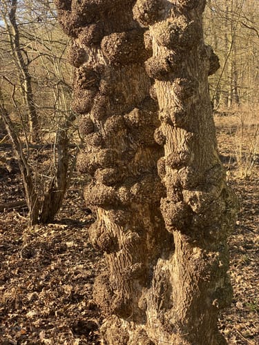 Auenwald & Aquädukt (RegioGrün Themenweg Nr. 2)