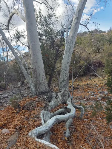 Best Hikes and Trails in Cedar Bench Wilderness | AllTrails