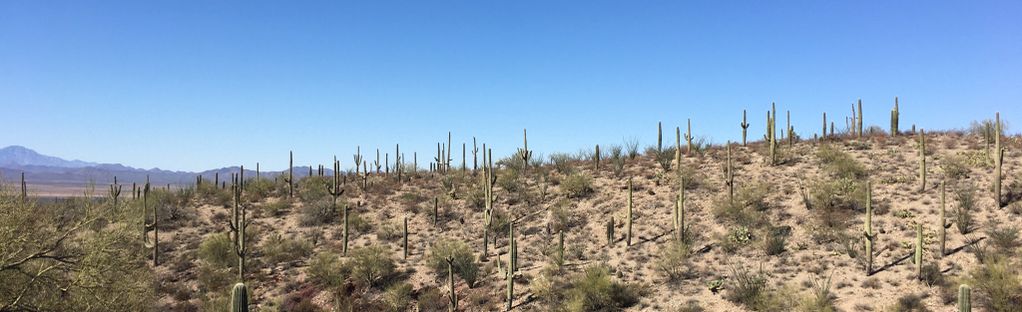 are dogs allowed at sonora arizona desert museum