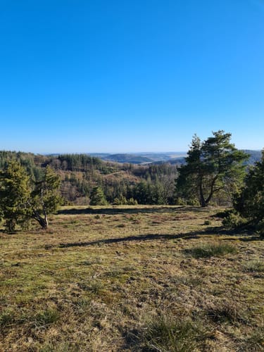 Bergheidenweg (Traumpfad)