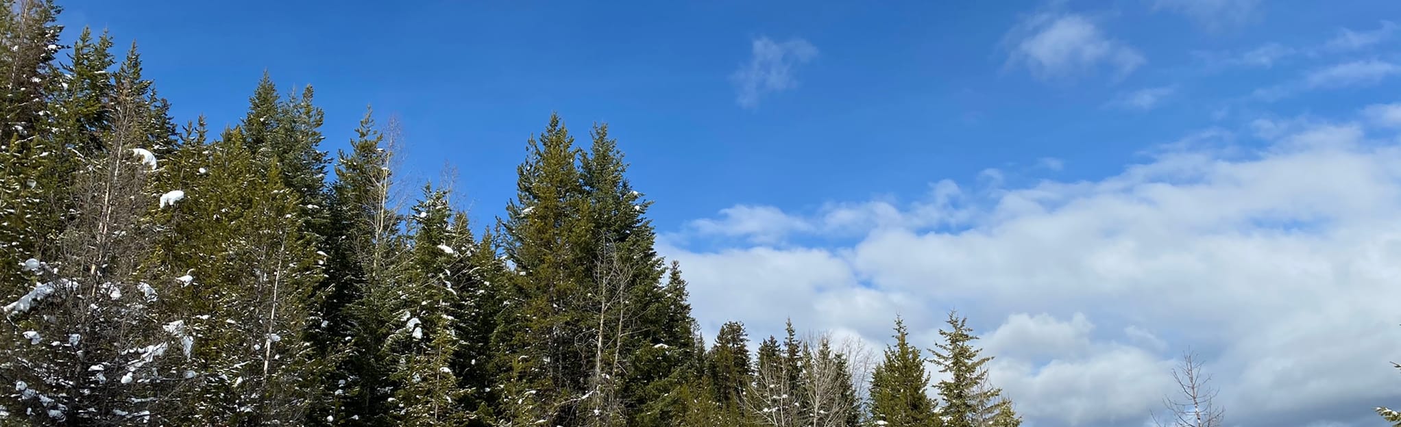 Old Cedar Trail and Olympic Loop British Columbia, Canada AllTrails