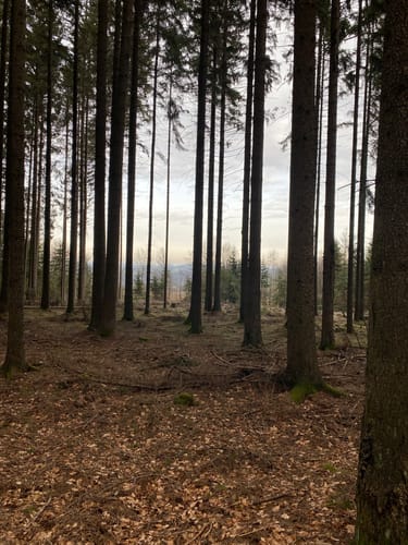 Auf dem Felsenweg in die Mörschieder Burr