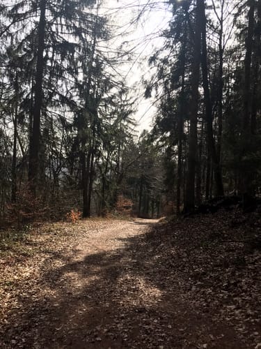Karlsweg Föhren
