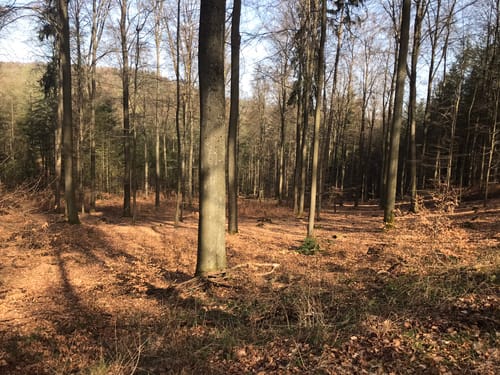 Karlsweg Föhren