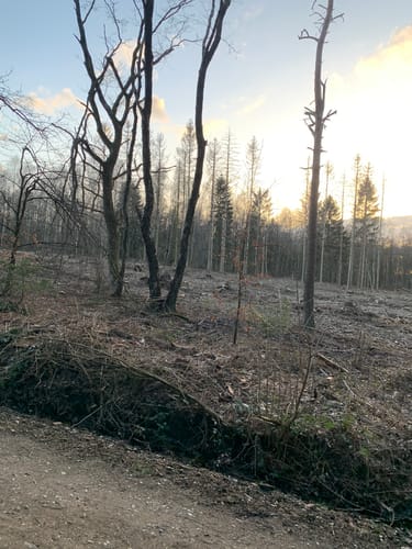 Eschweiler Satdtwald Runde