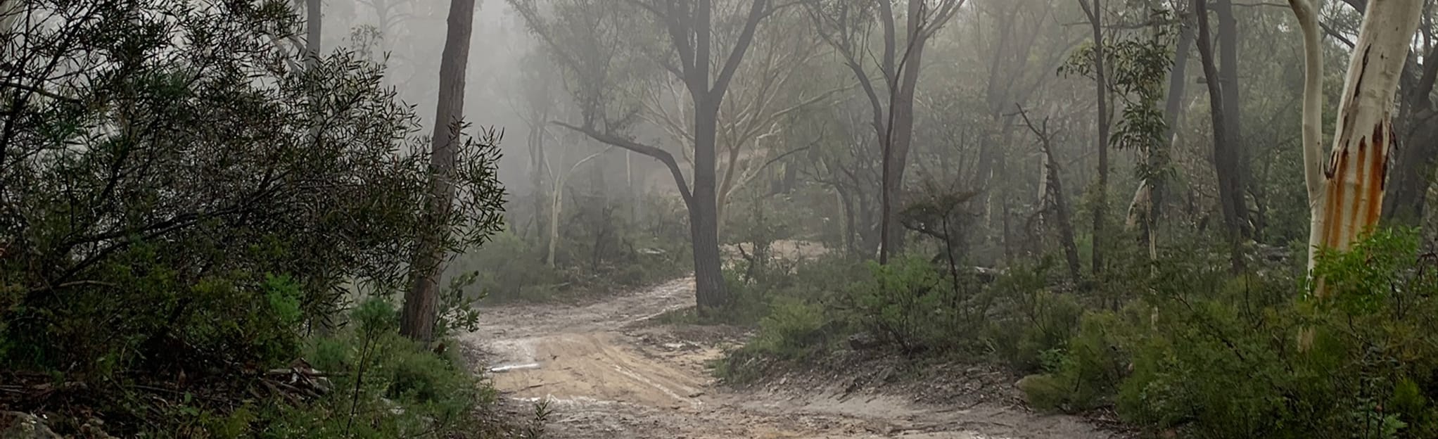 Belanglo Loop 33 Reviews, Map New South Wales, Australia AllTrails