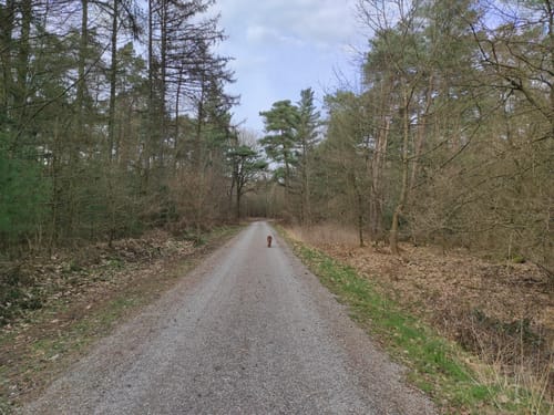 Römerstraßenweg durch die Haard
