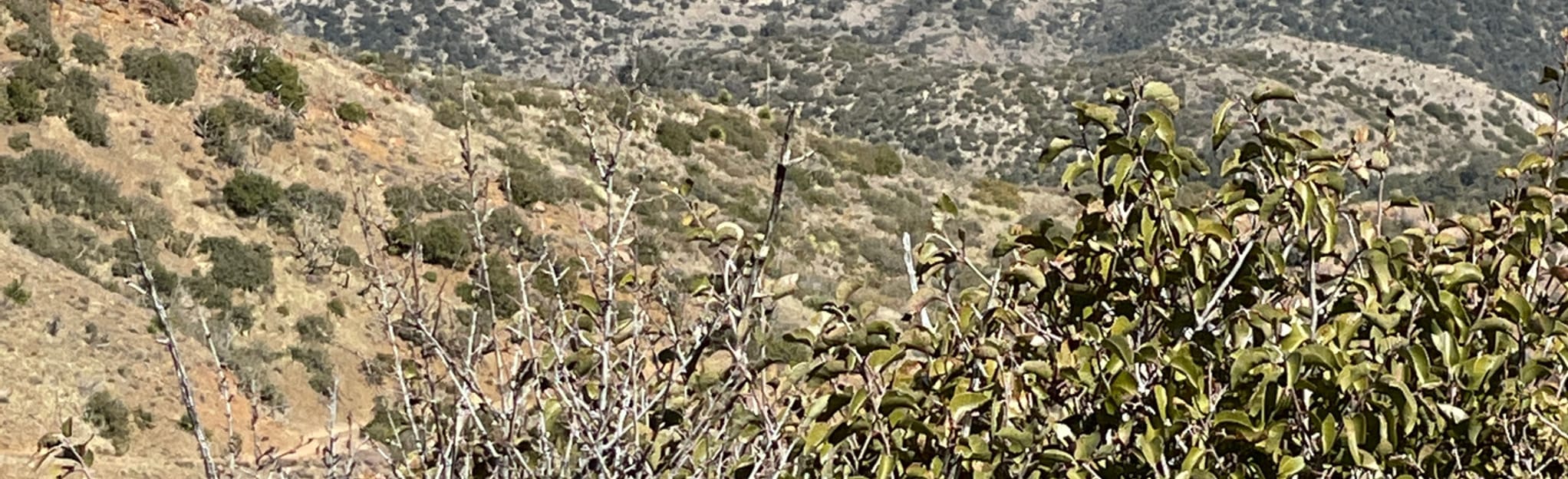 Globe Copper Mine Trail 89 fotos Arizona AllTrails