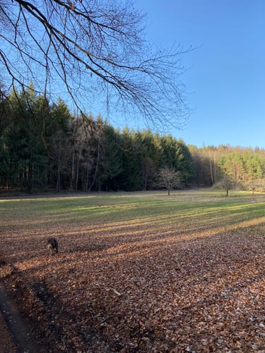 Am Löffelsberg bei Hassel