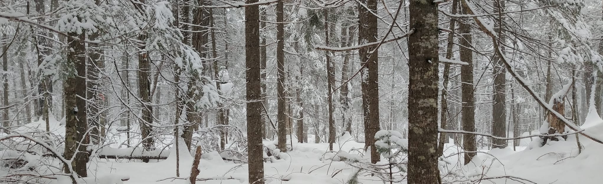 Gros Brochet Lake Trail, Quebec, Canada 5 Reviews, Map AllTrails