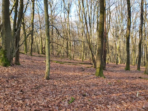 Bubach Runde