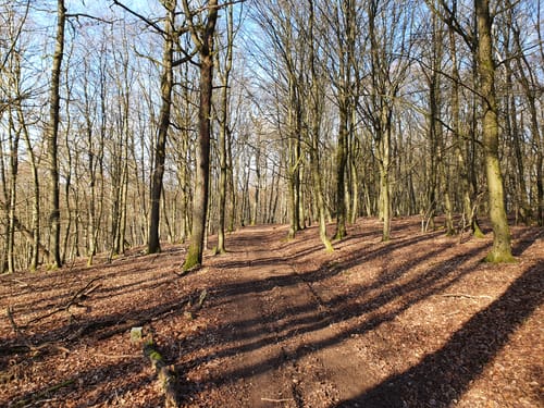 Bubach Runde