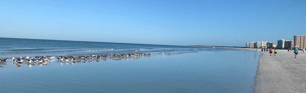 are dogs allowed on the beach in marco island fl